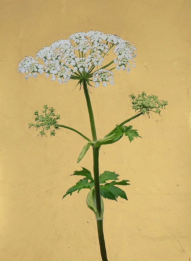 3. Hogweed, archival pigment print with 22k gold leaf, 14 x 11,” 2023