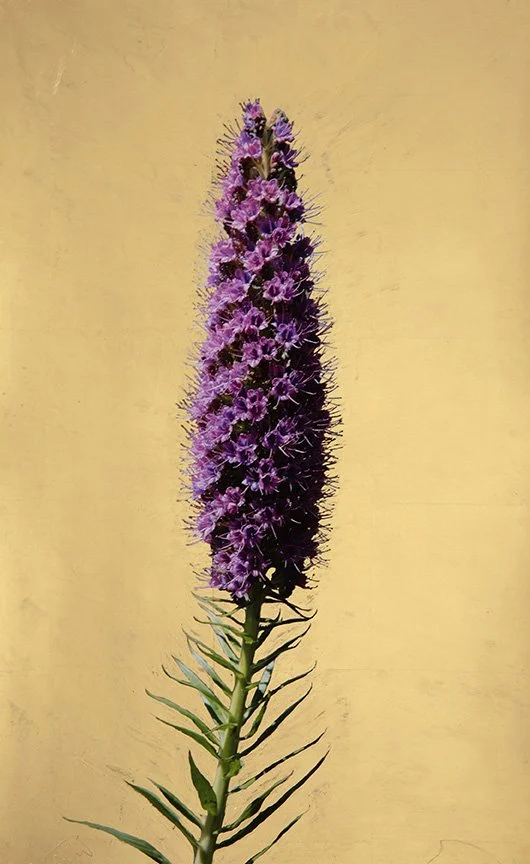 9. Pink Echium, archival pigment print with 22k gold leaf, 18 x 12,” 2023
