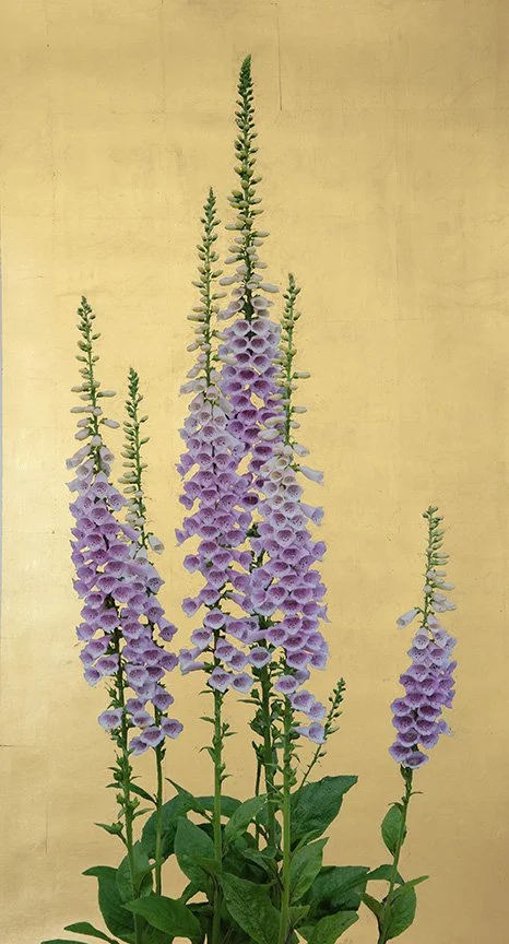 11. Foxgloves, archival pigment print with 22k gold leaf, 32 x 16.75,” 2023
