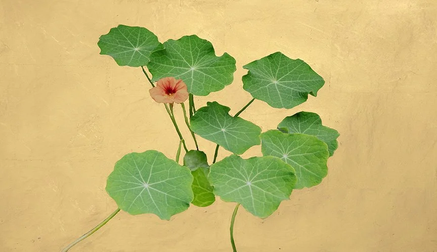 5. Nasturtium, archival pigment print with 22k gold leaf, 14.5 x 10,” 2023