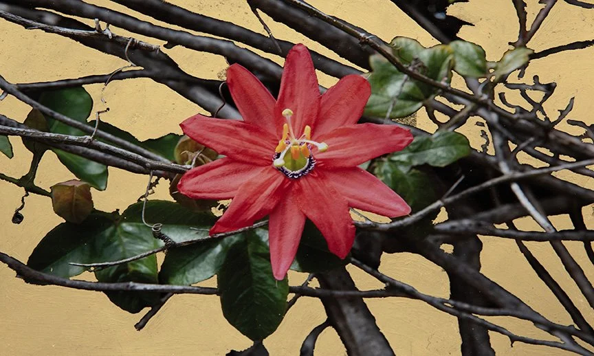 1. Passionflower, archival pigment print with 22k gold leaf, 8 x 12,” 2023