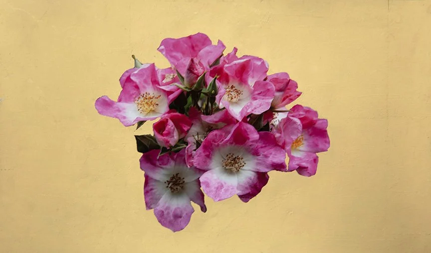 2. Rose Cluster, archival pigment print with 22k gold leaf, 8 x 12,” 2023
