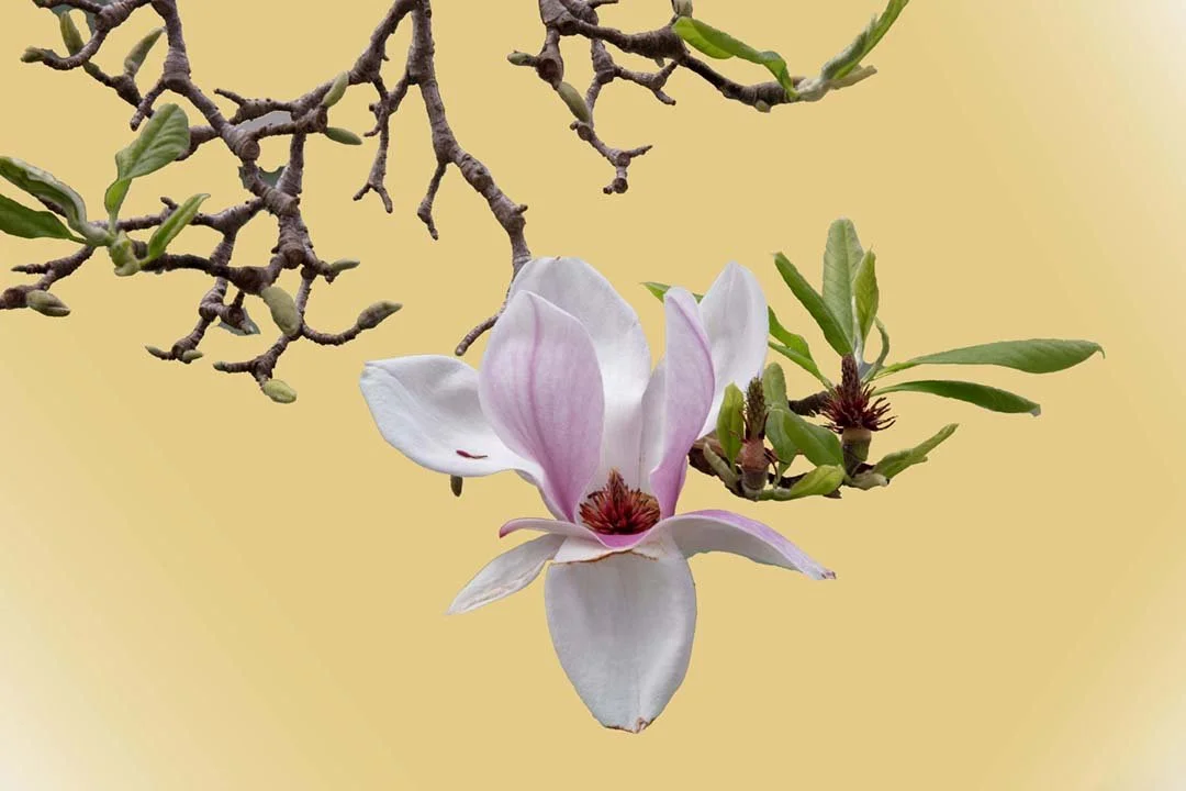 Magnolia #7, 2025, archival pigment print with 22k gold leaf, 19 x 30"