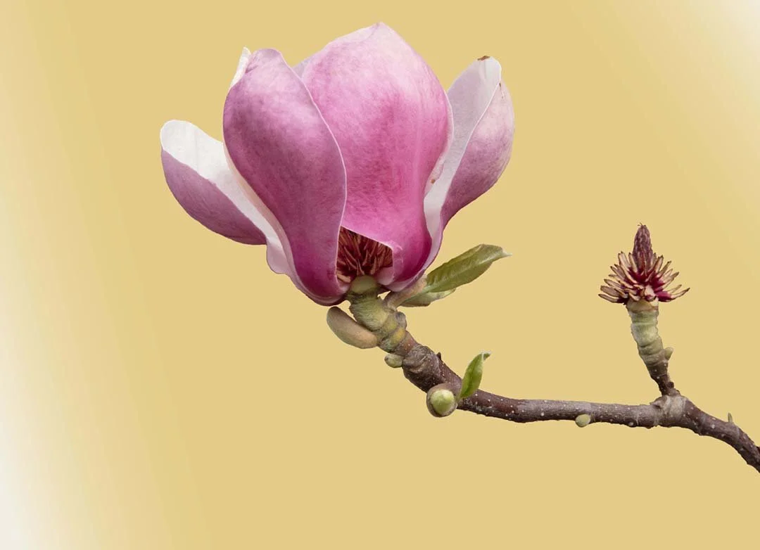 Magnolia #10, 2024, archival pigment print with 22k gold leaf, 12 x 16"
