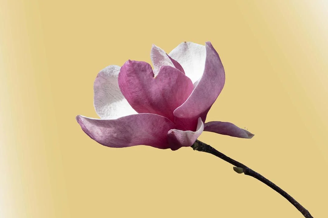 Magnolia #10, 2024, archival pigment print with 22k gold leaf, 12 x 16"