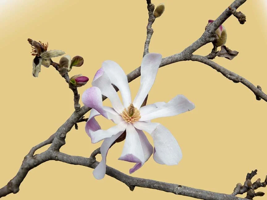 Magnolia #13, 2024, archival pigment print with 22k gold leaf, 11 x 14"