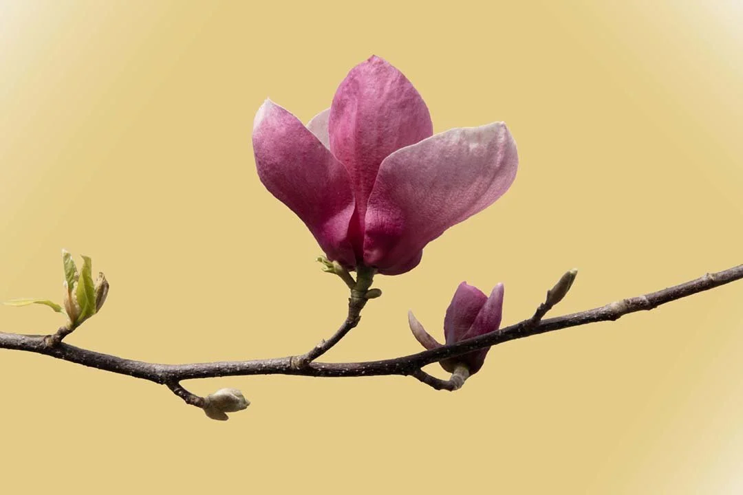 Magnolia #14, 2024, archival pigment print with 22k gold leaf, 16 x 24"