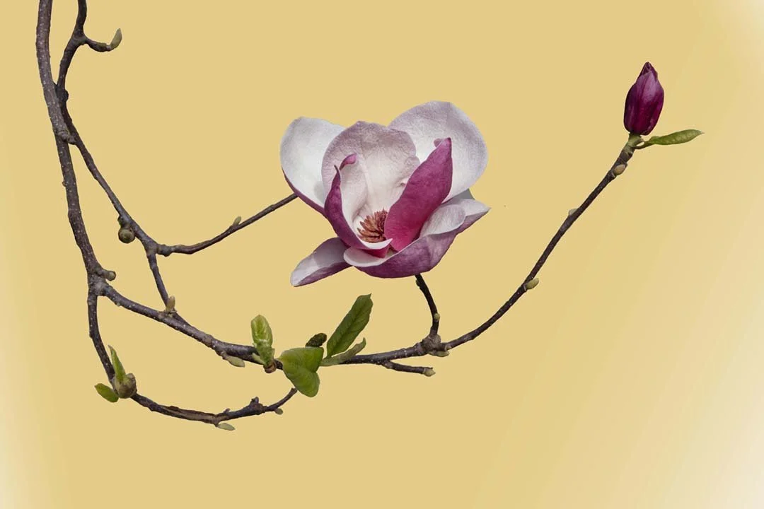 Magnolia #12, 2024, archival pigment print with 22k gold leaf, 16 x 24"
