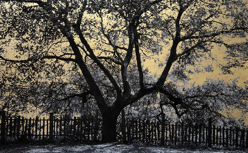 12. Graveyard Tree and Fence, archival pigment print with 22k gold leaf, 30.75 x 21.25,” 2022