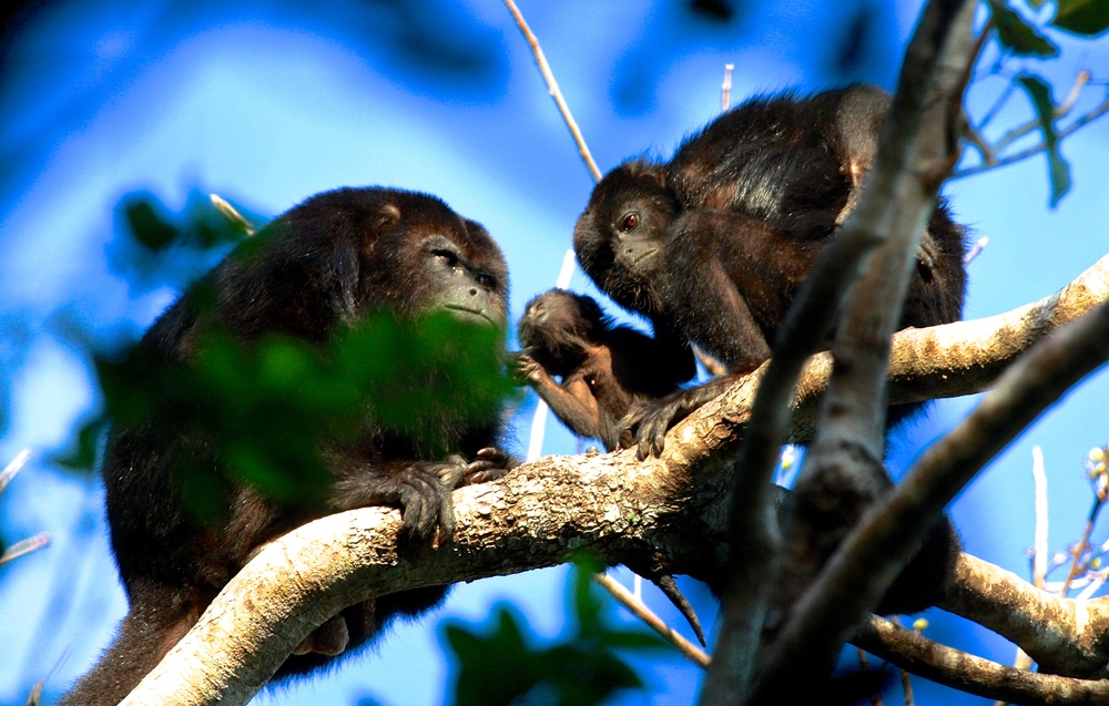 Howler Monkey Family