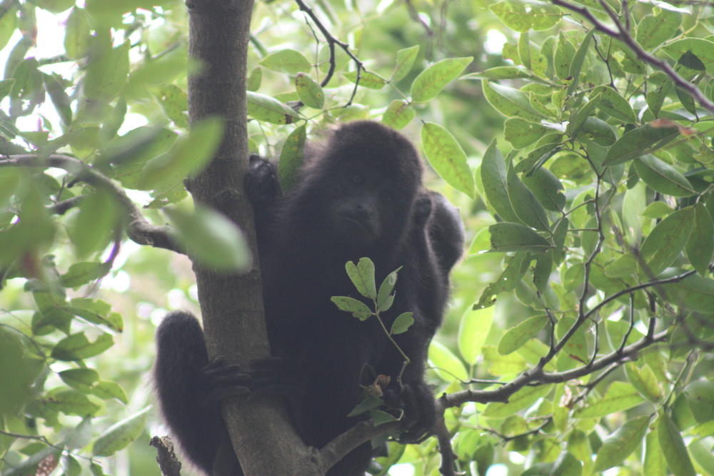 Howler Monkey with Baby