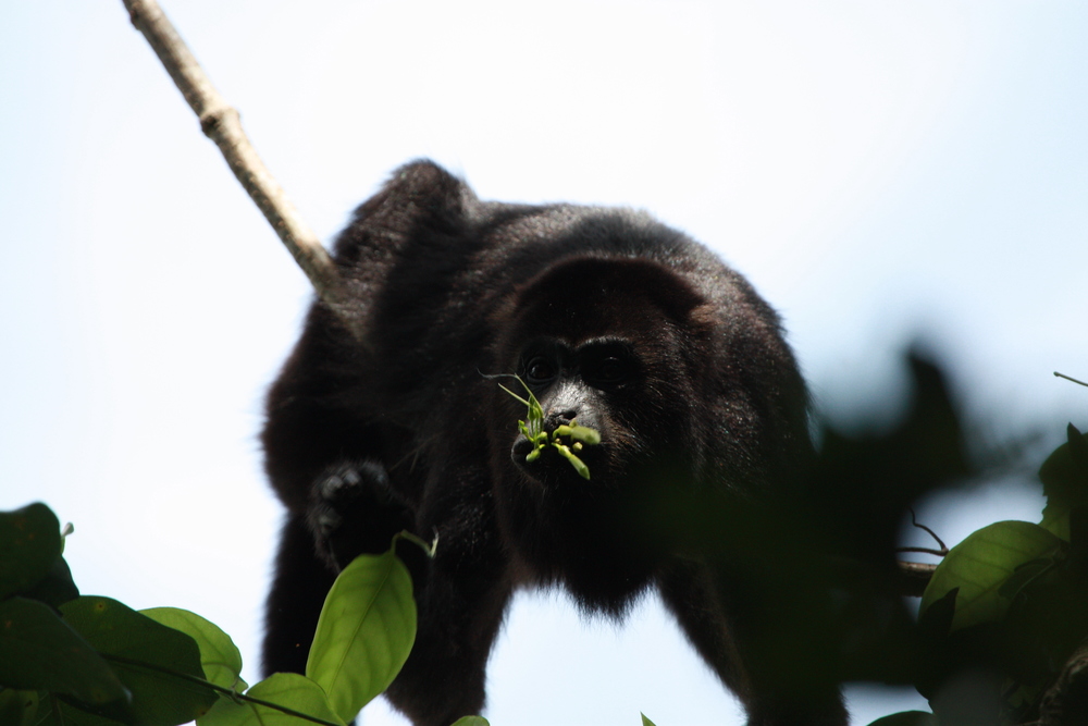 Black Howler Monkey