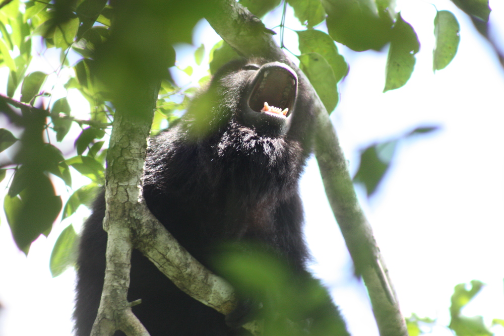 Male Howler Monkey