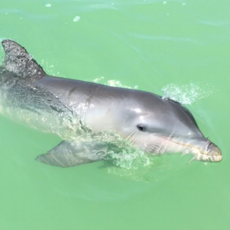 Bottlenose Dolphin