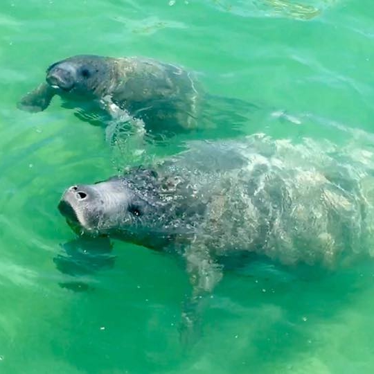 Caribbean Manatee in Mexico