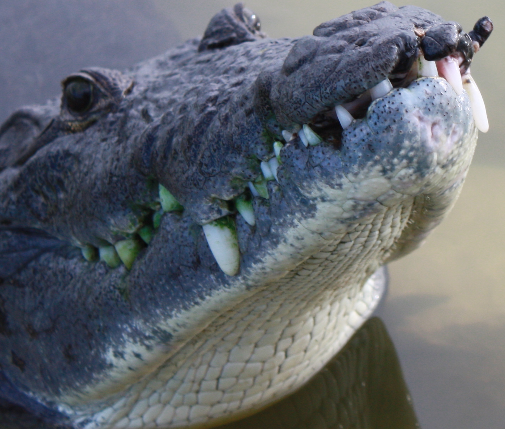 American Crocodile Mexico