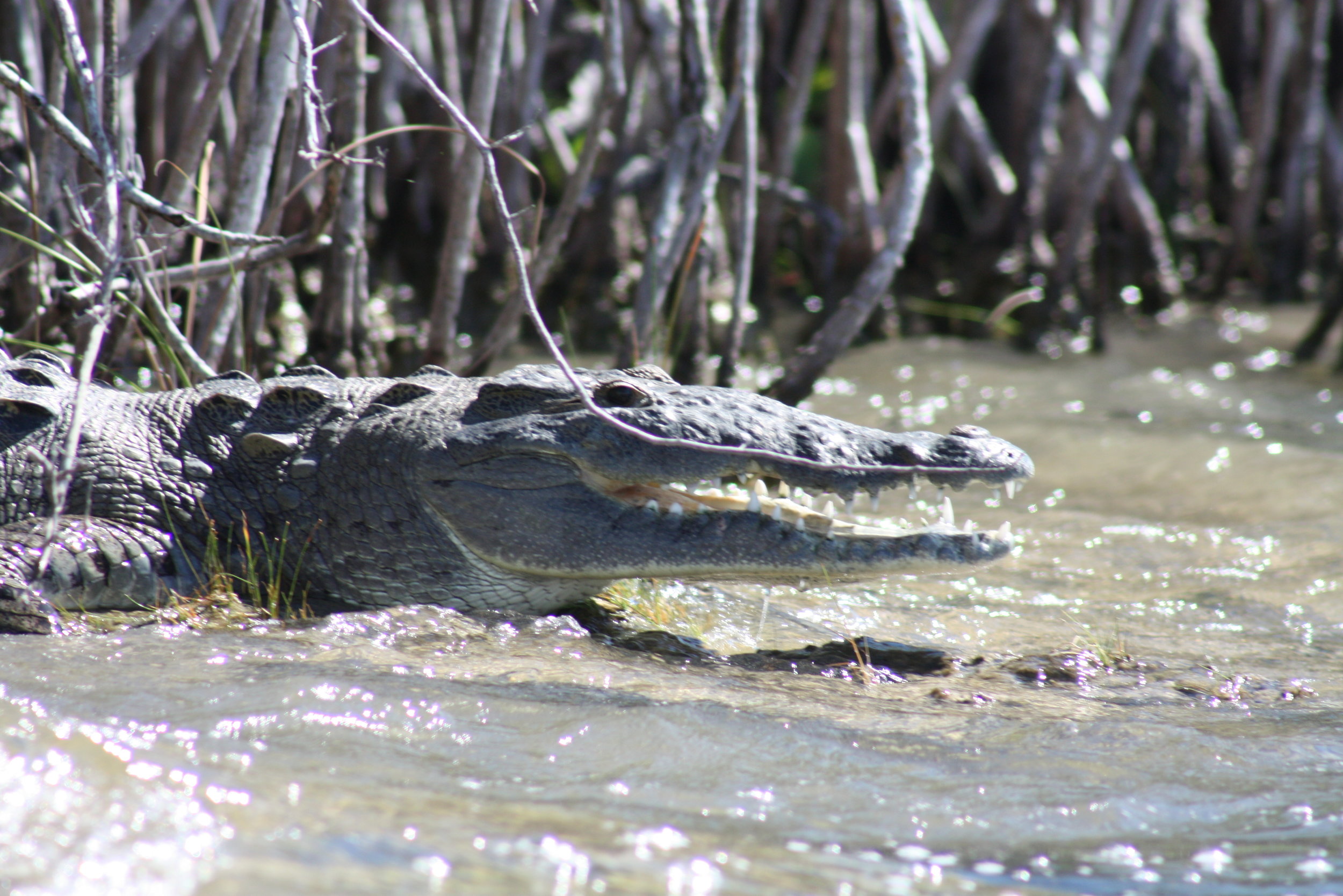 AMerican Crocodile sunning in Quintana Roo Mexico