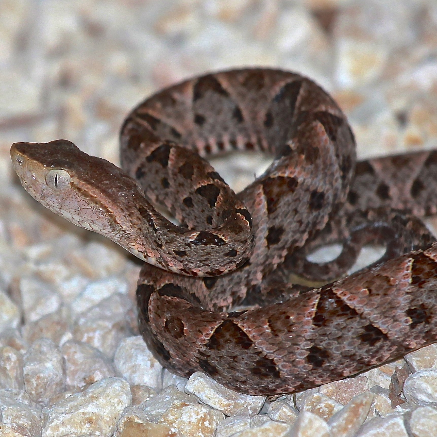  One of the most venomous snakes on the planet can be found in the jungles of Quintana Roo Mexico 