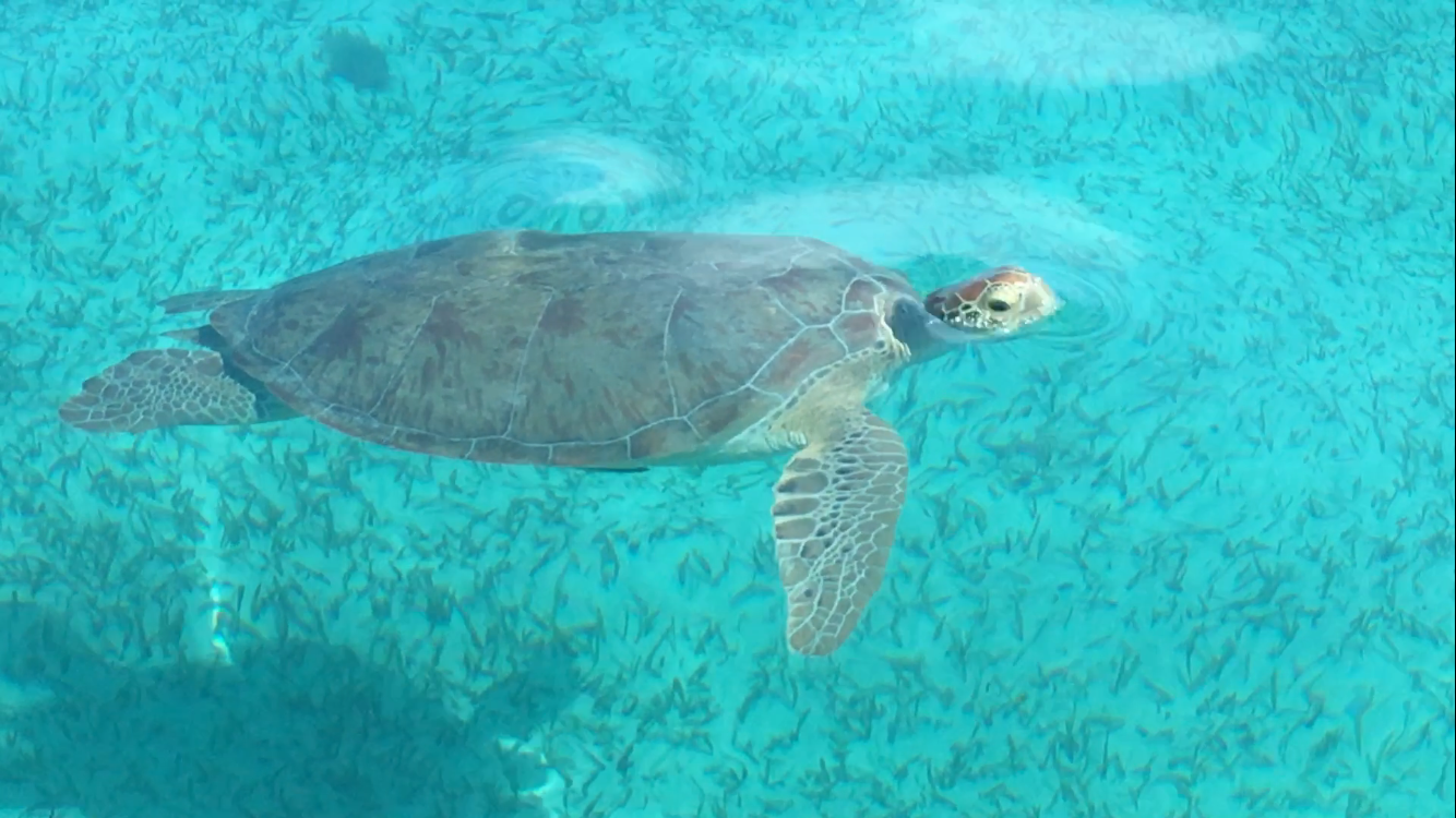 Green Sea Turtle Mexico