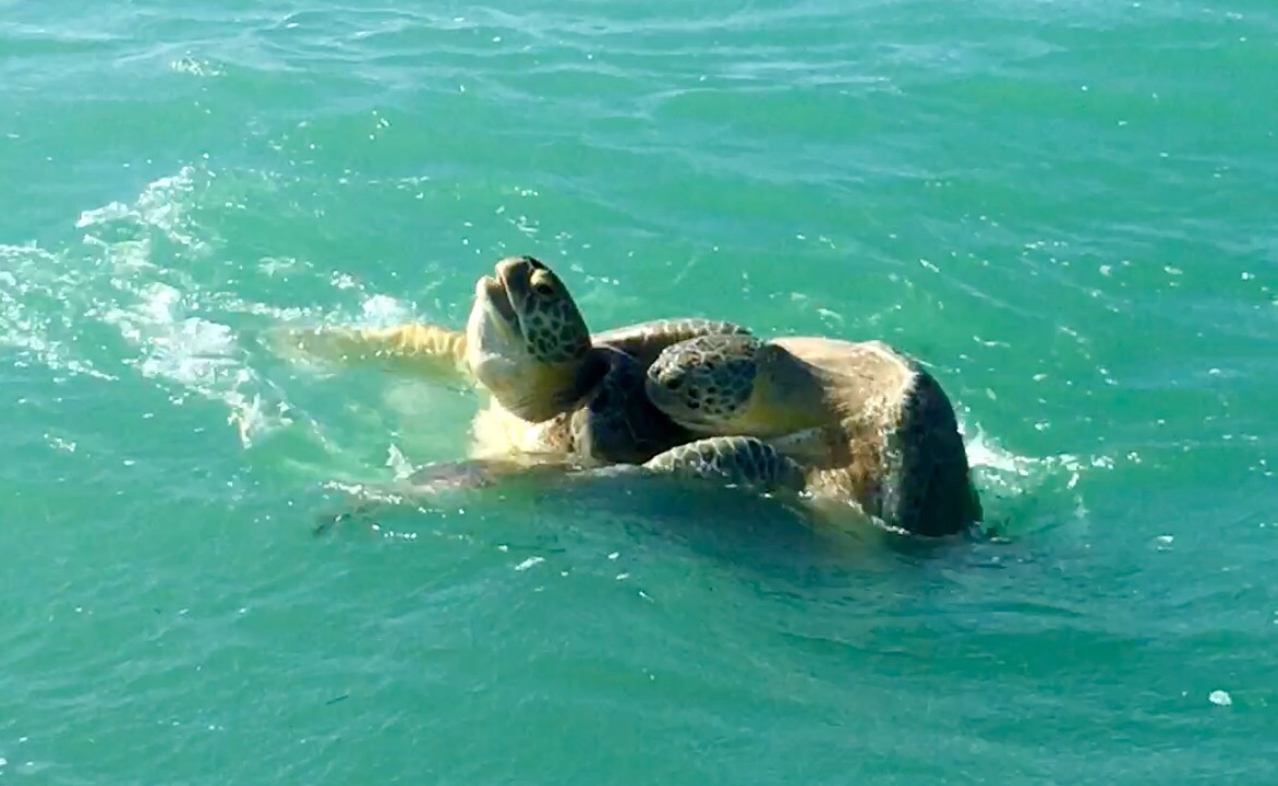 Green Sea Turtle Mexico