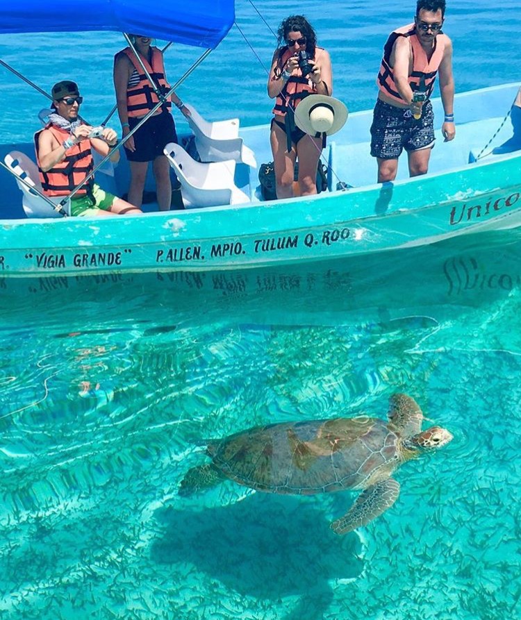  Green Sea Turtle Sian Ka'an Biosphere