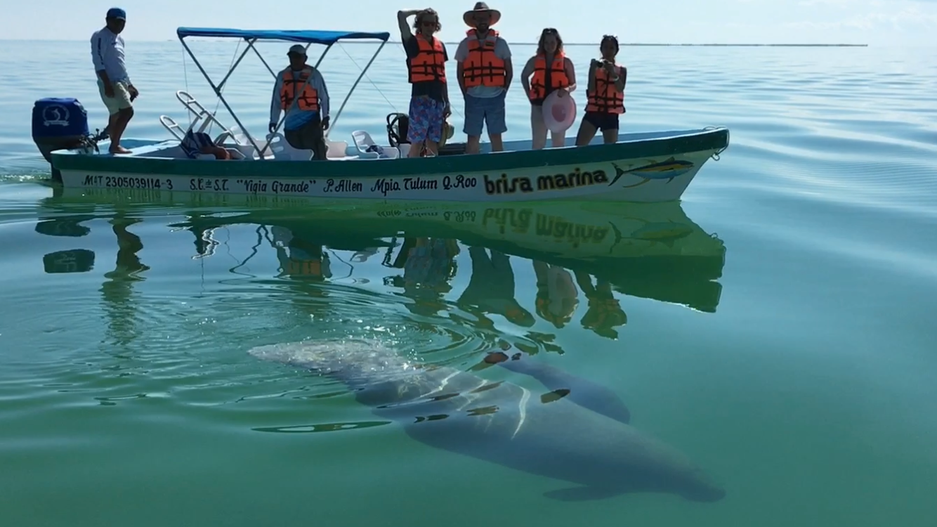 Caribbean Manatee in Sian Ka'an Mexico