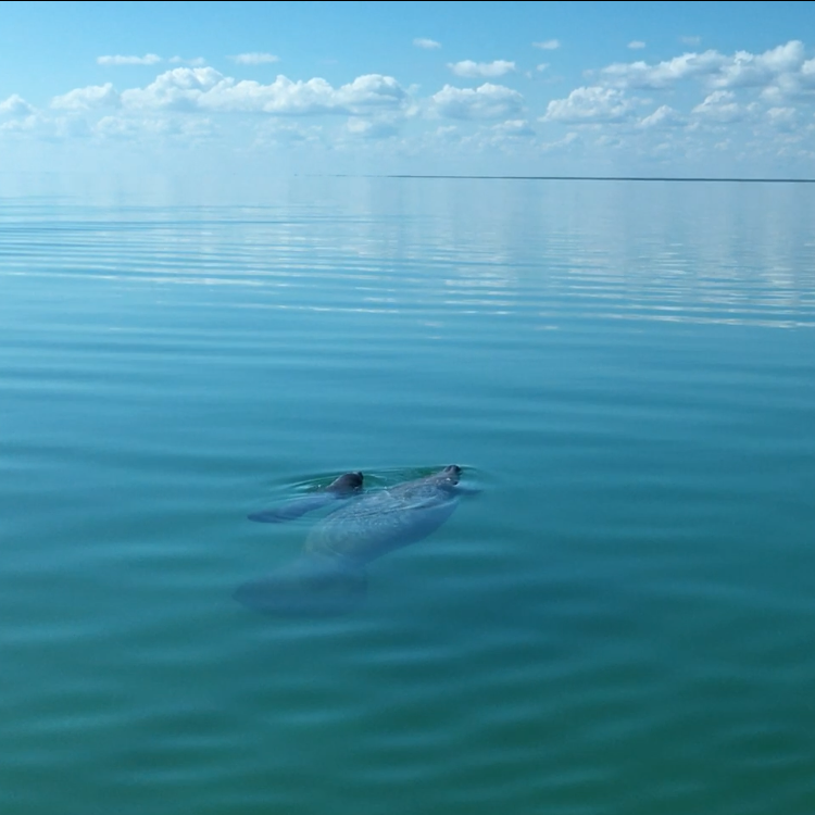 Manatees in the wild