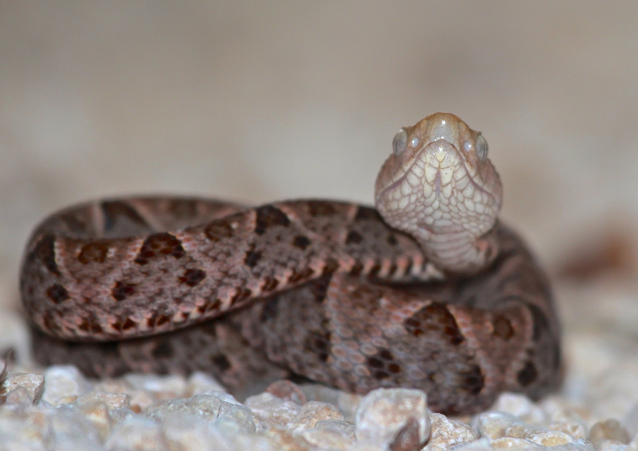 FER DE LANCE| BOTHROPS ASPER Sian Ka'an Biosphere Mexico