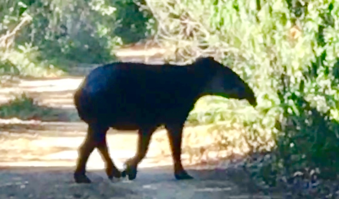 TAPIR  or  TAPIRUS BAIRDII