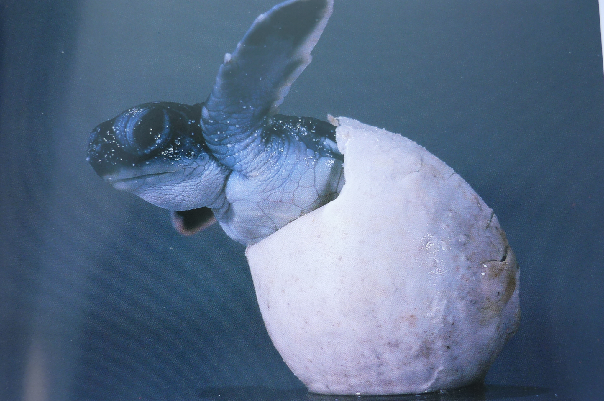 Green Sea Turtle Baby 