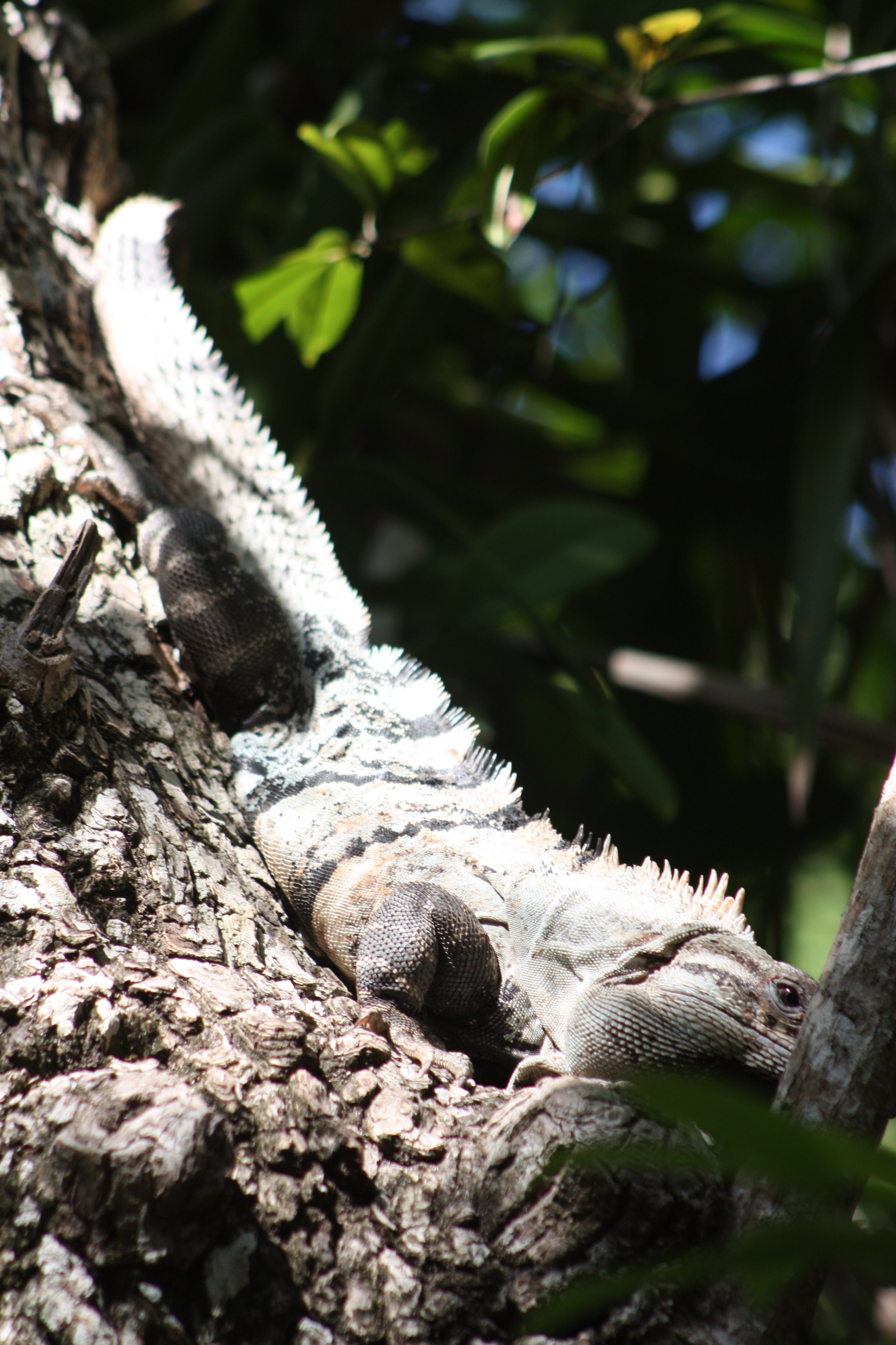 Spiny Tailed Iguana Mexico