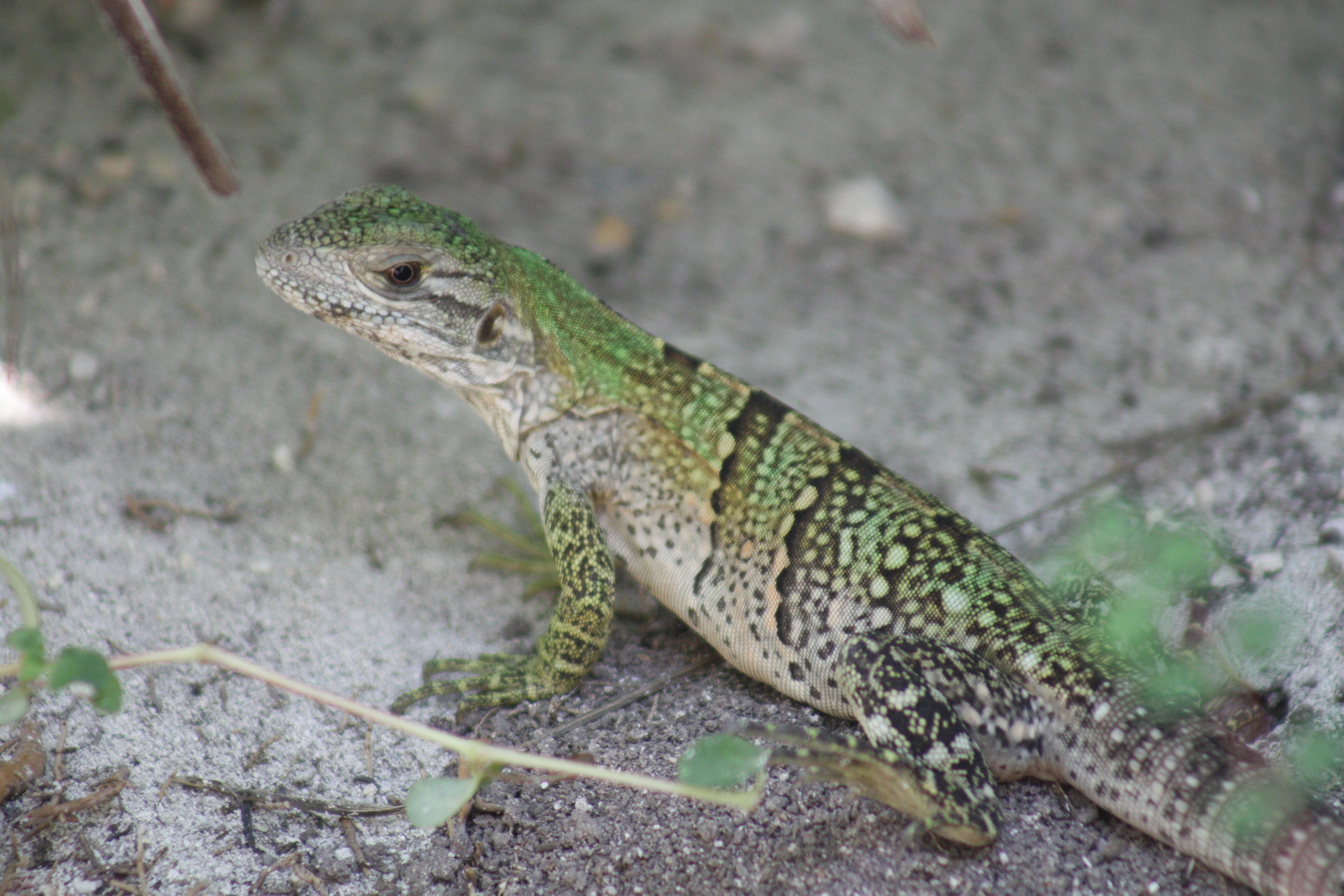 Baby Spiny Tailed Iguana