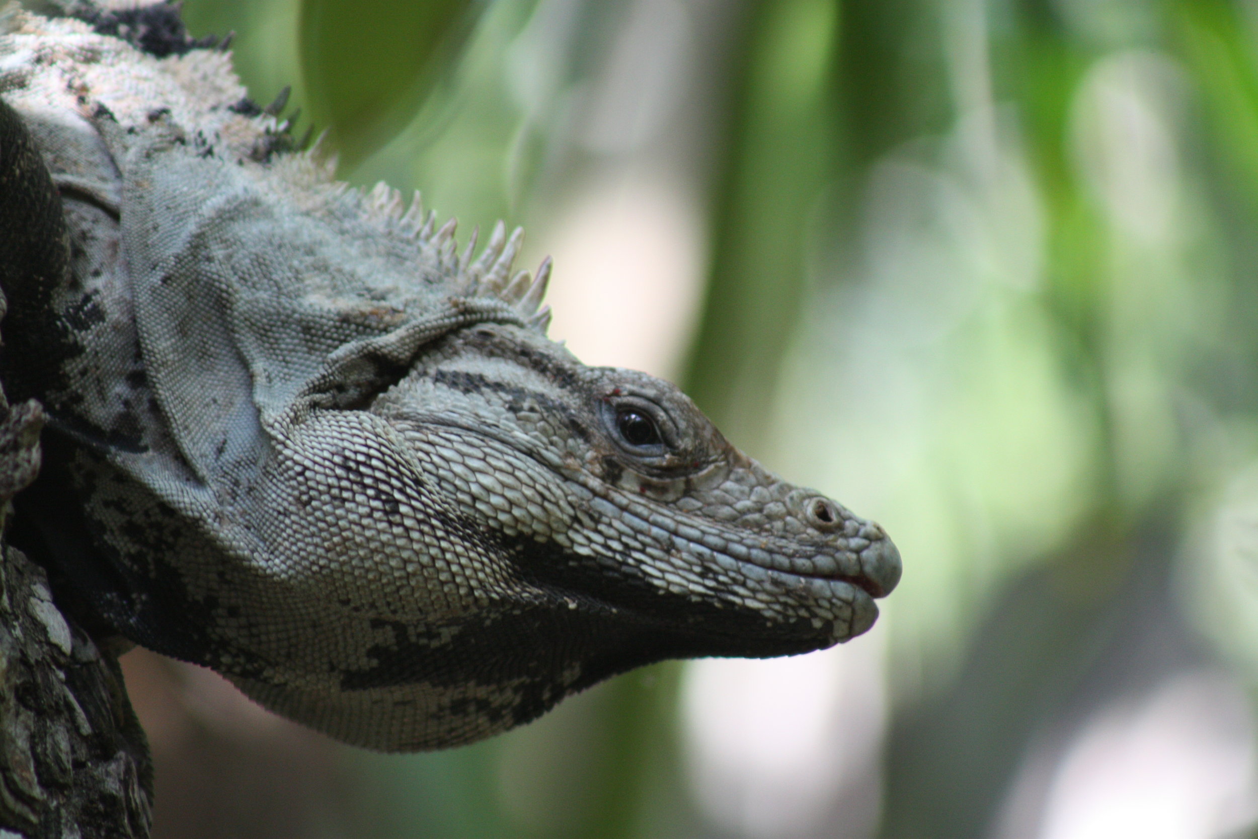 Spiny Tailed Iguana Quintana Roo