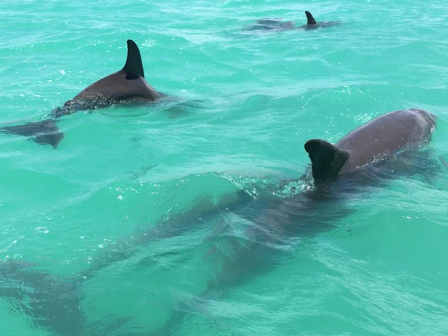 Bottlenose dolphin Mexico Tulum