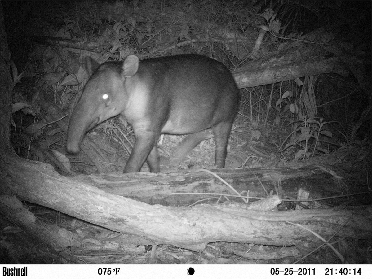 TAPIR  or  TAPIRUS BAIRDII