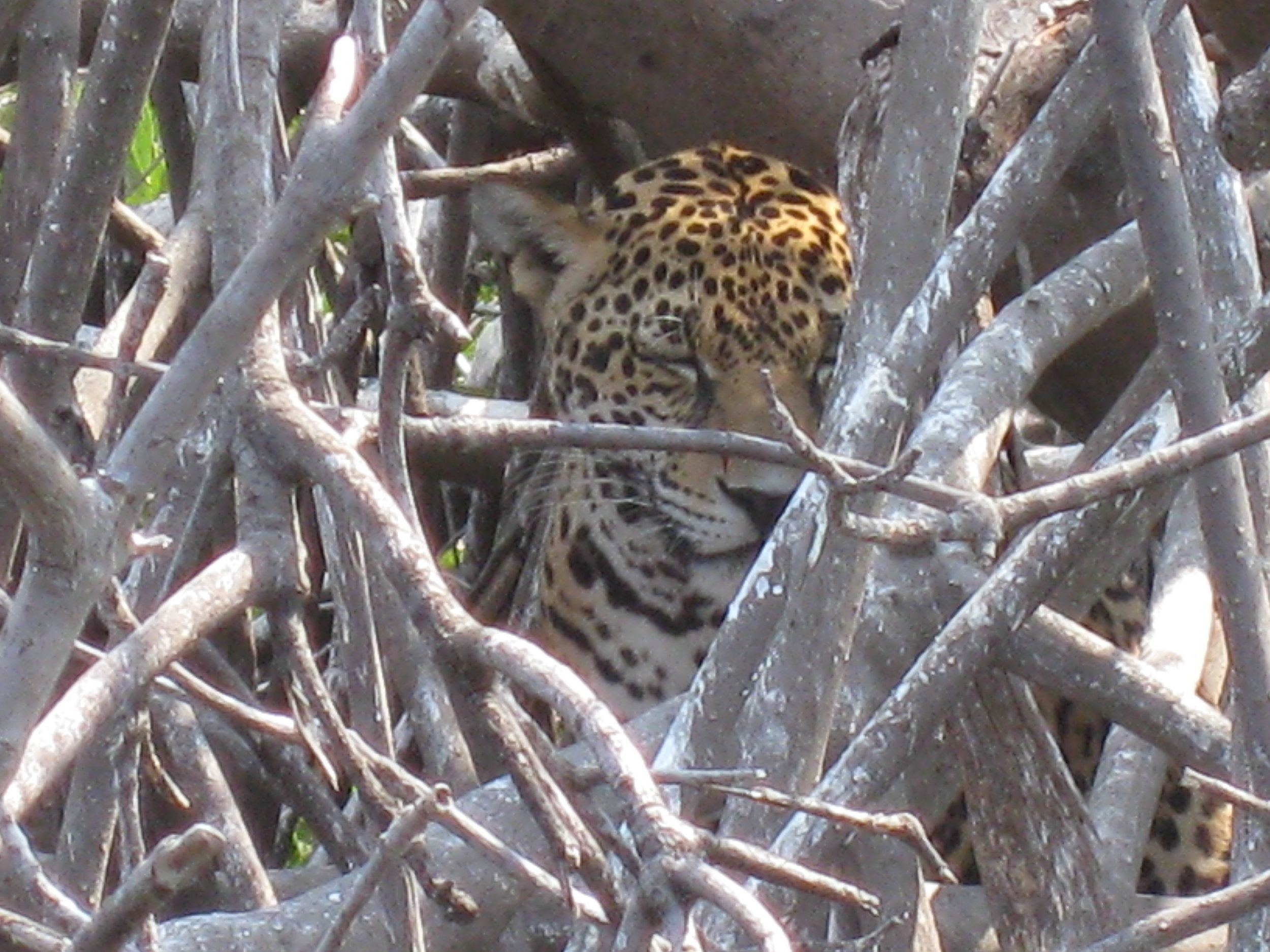 JAGUAR or Panthera ONCA onca