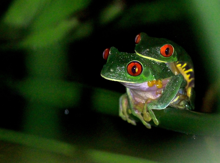 Red Eyed Tree Frogs