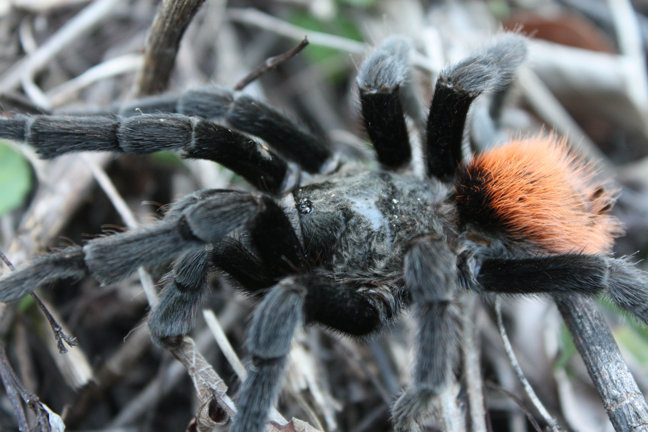 Tarantula Punta Laguna Mexico