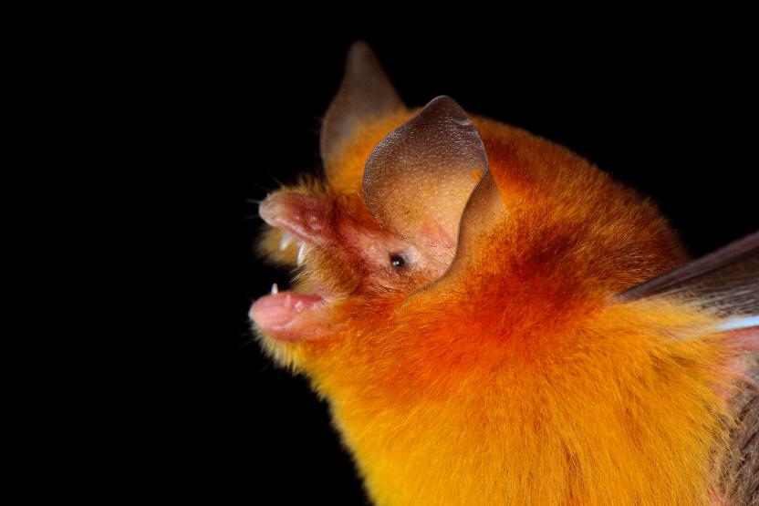 Mexican Funnel Eared Cave Bat, Yucatan Mexico Photo by Jorge Machado Castro