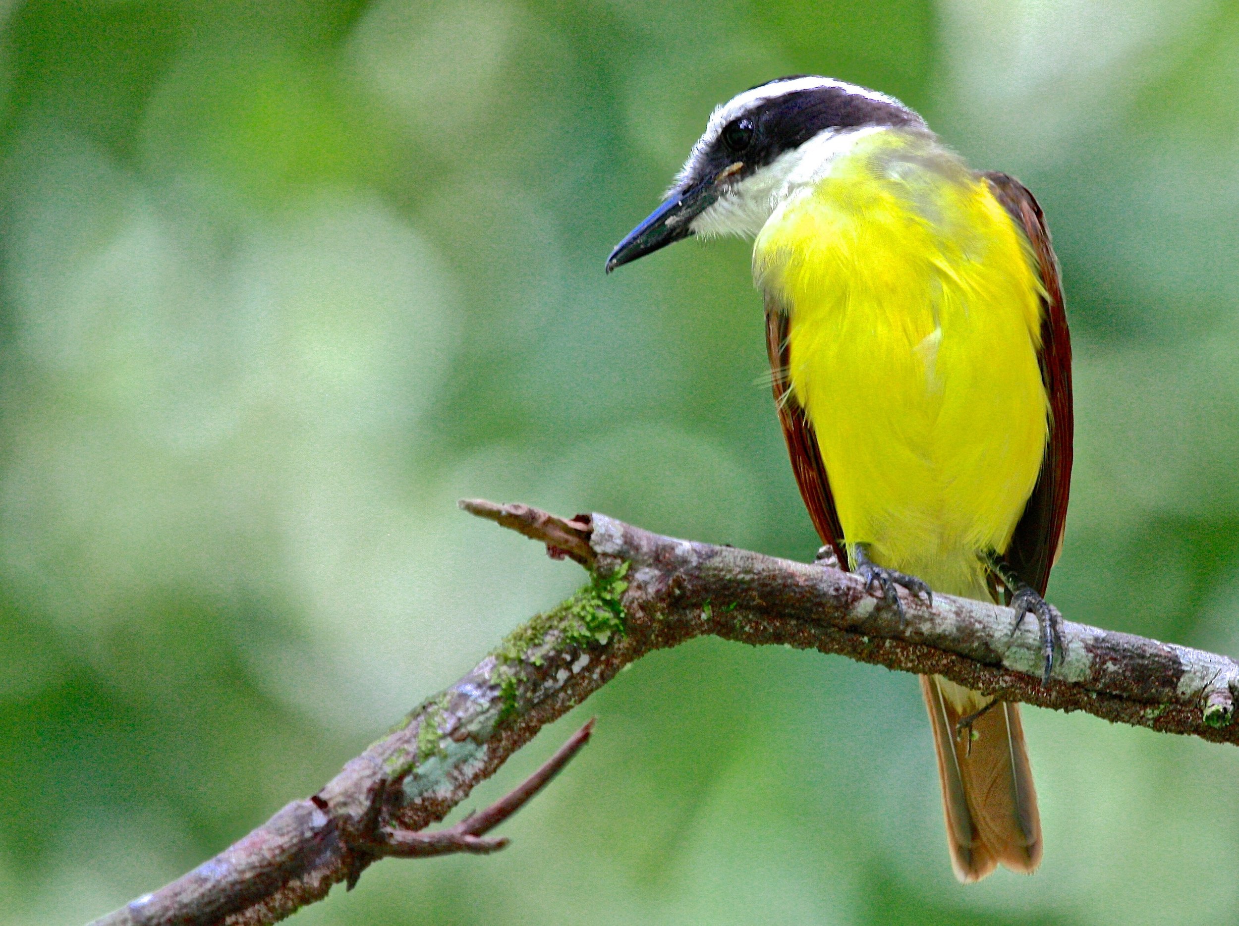 Birding in Tulum Mexico