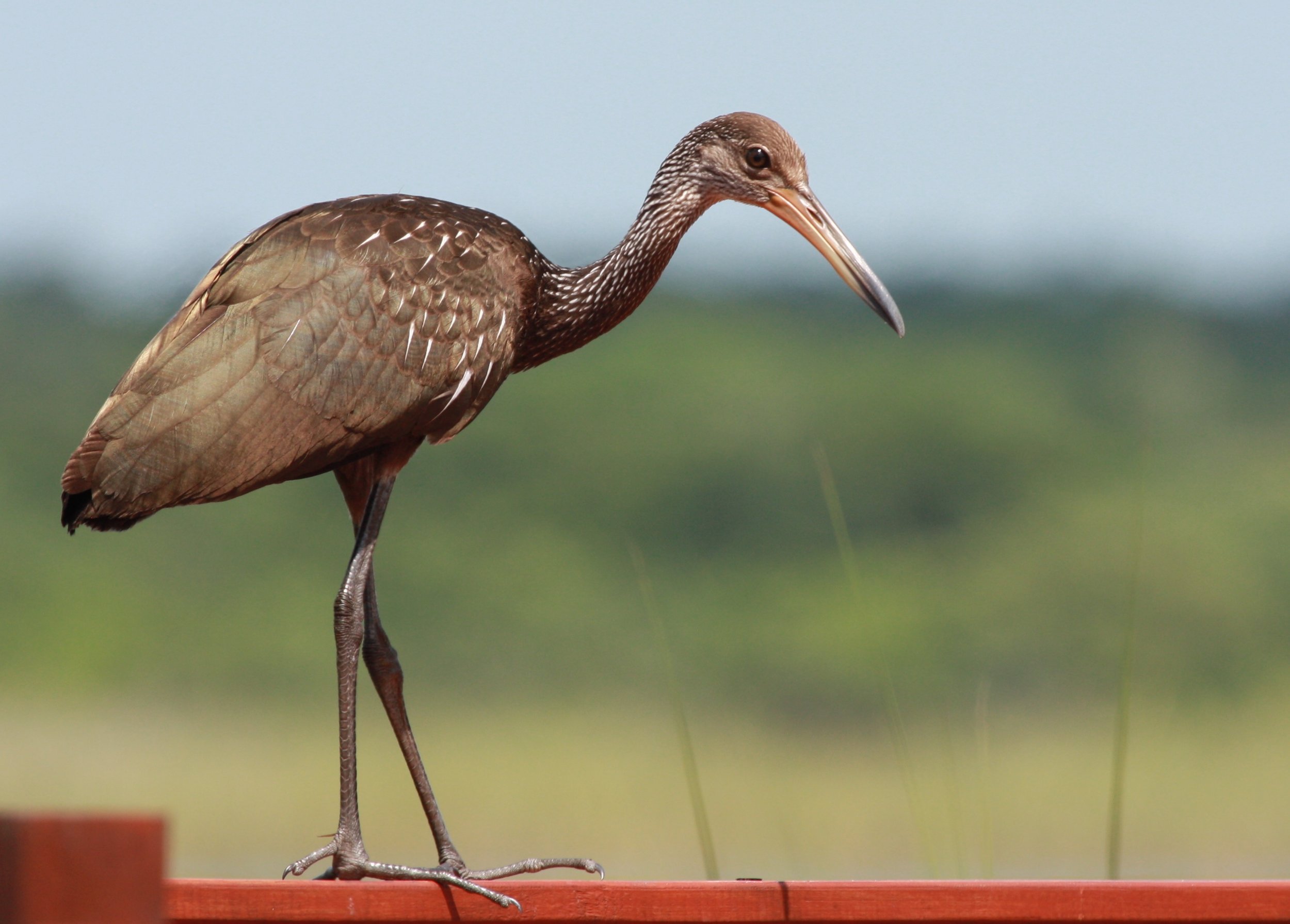 Beautiful Birds of Mexico