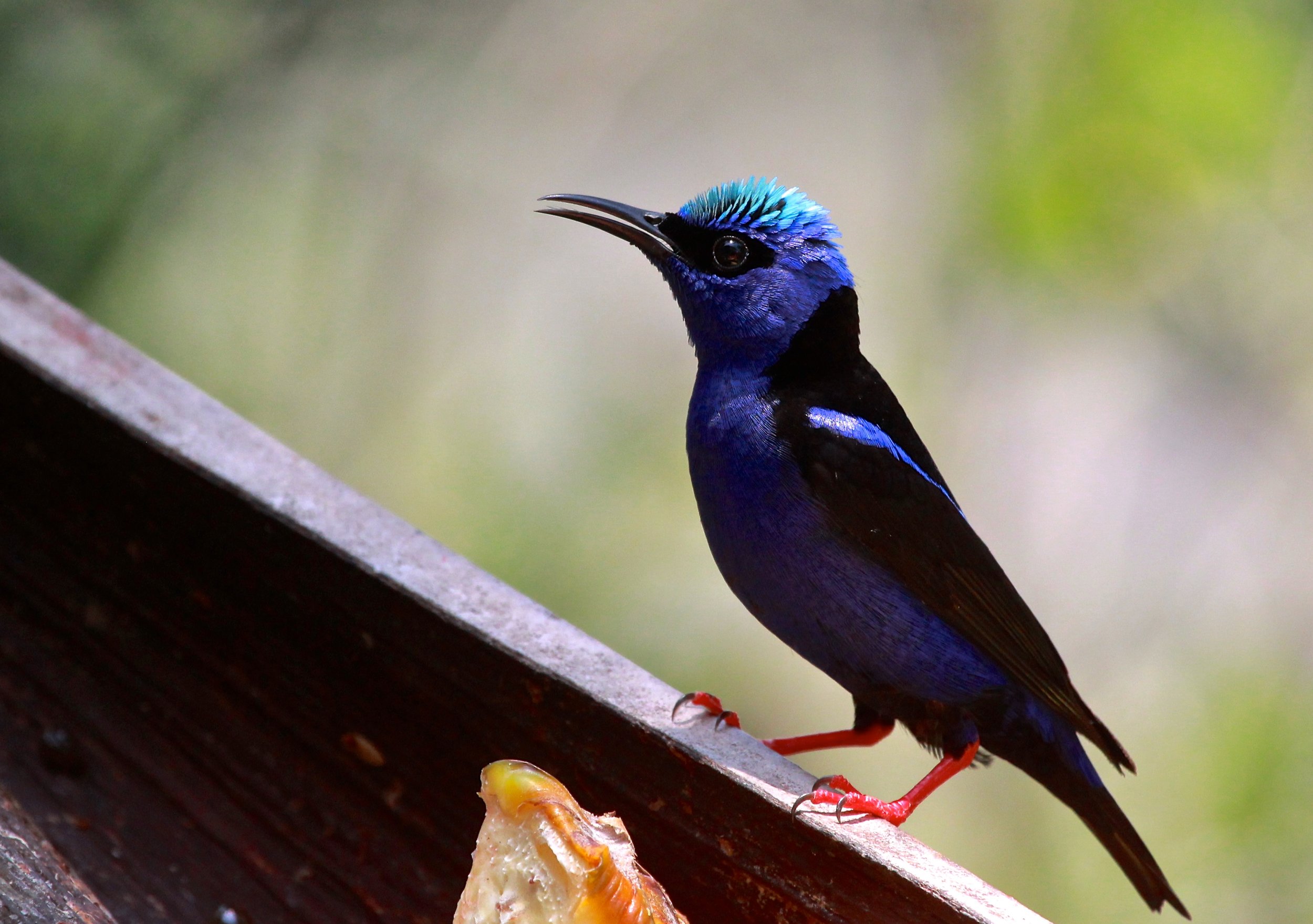 Blue Birds of Mexico