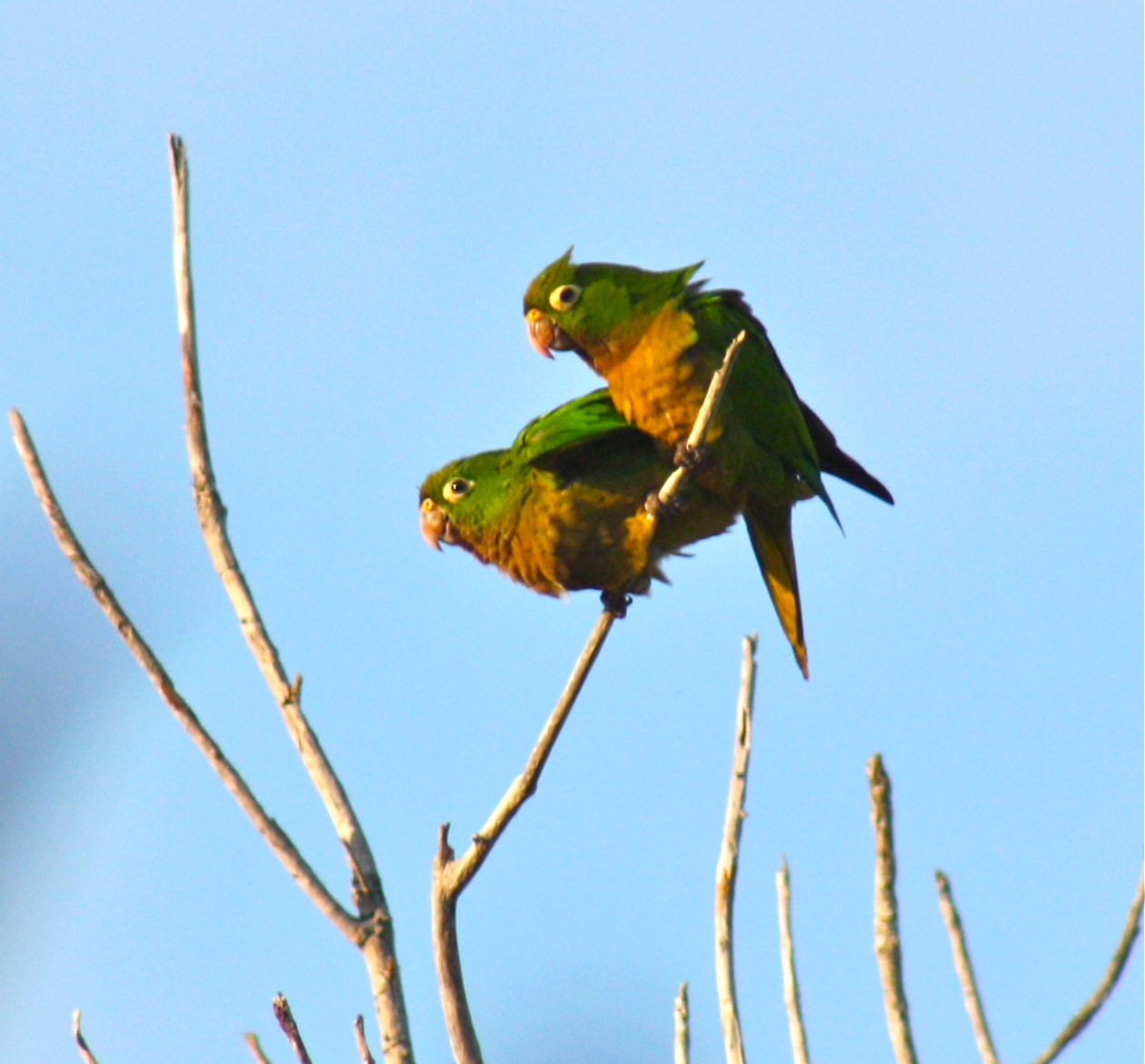 Parrots in Tulum Mexico 