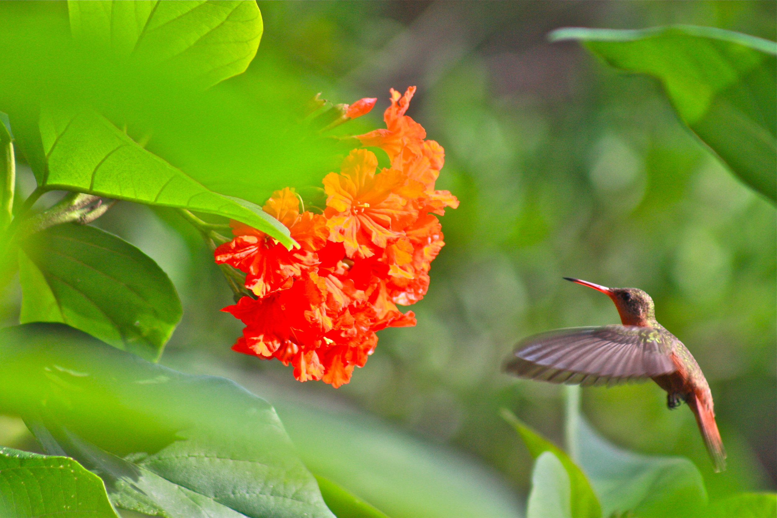 Hummingbirds Quintana Roo Mexico