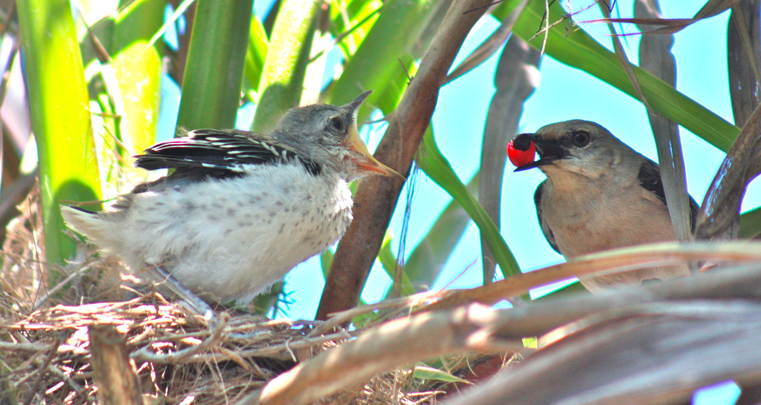 Mad mommy bird 