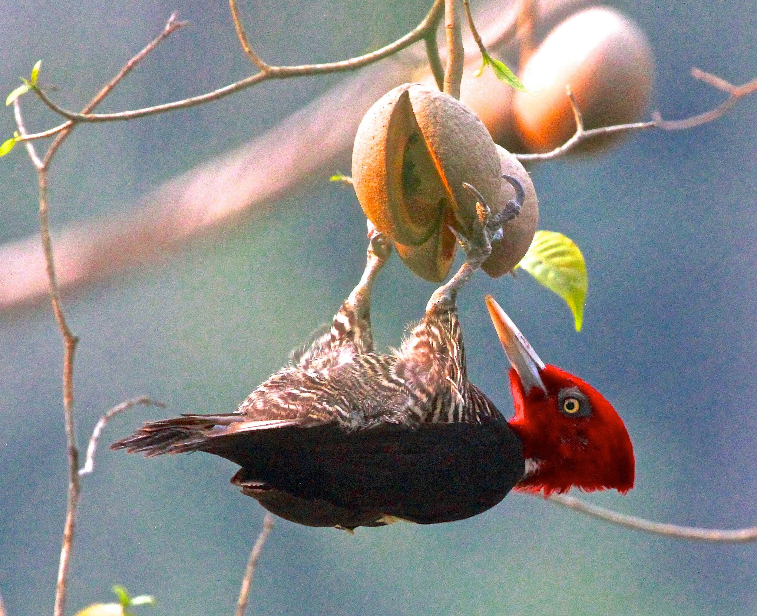 Woodpecker eating fruit