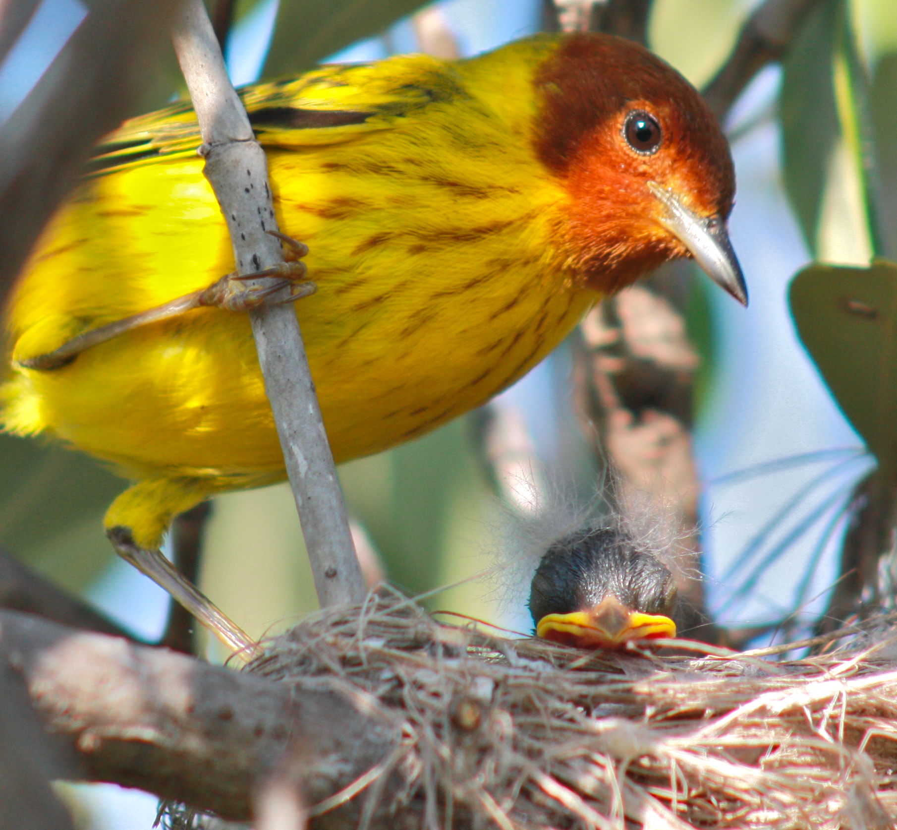 Momma Bird and Baby Bird