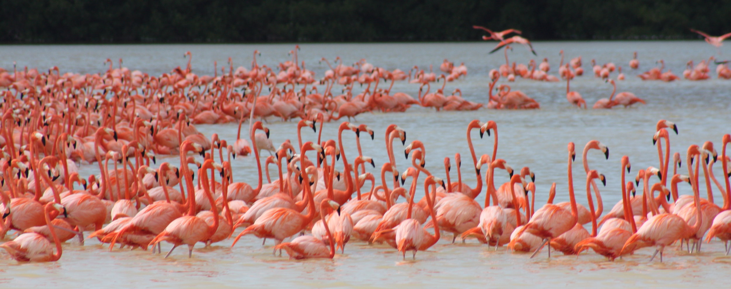 Flamingos Yucatan Peninsula