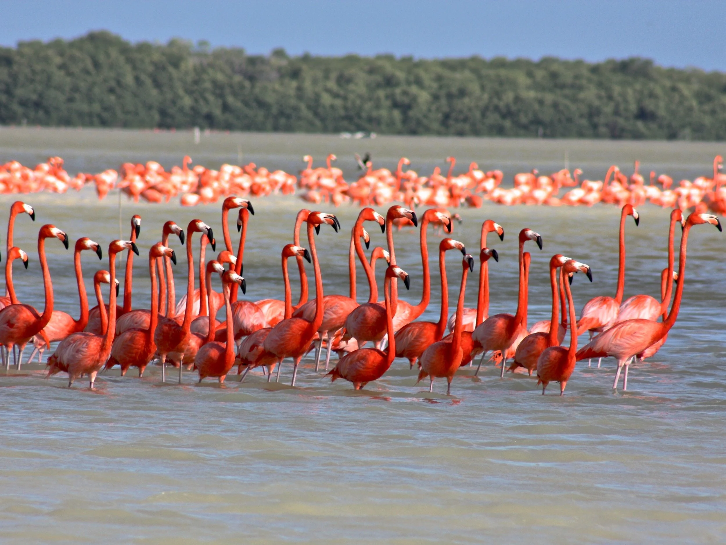 Celestun Biosphere Reserve Yucatan Mexico