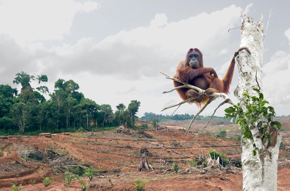 Orangutan in Indonesia  